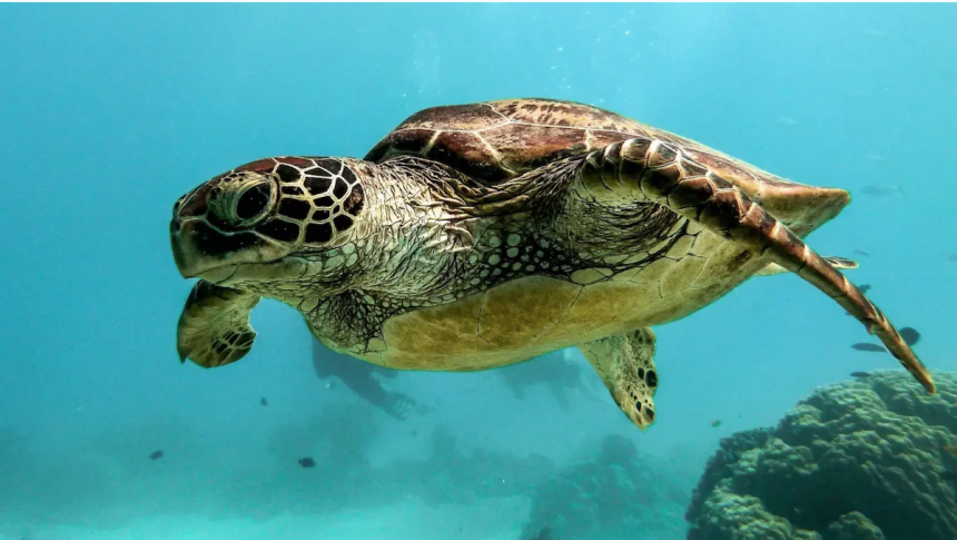 México se suma al tratado para protección de la biodiversidad marina