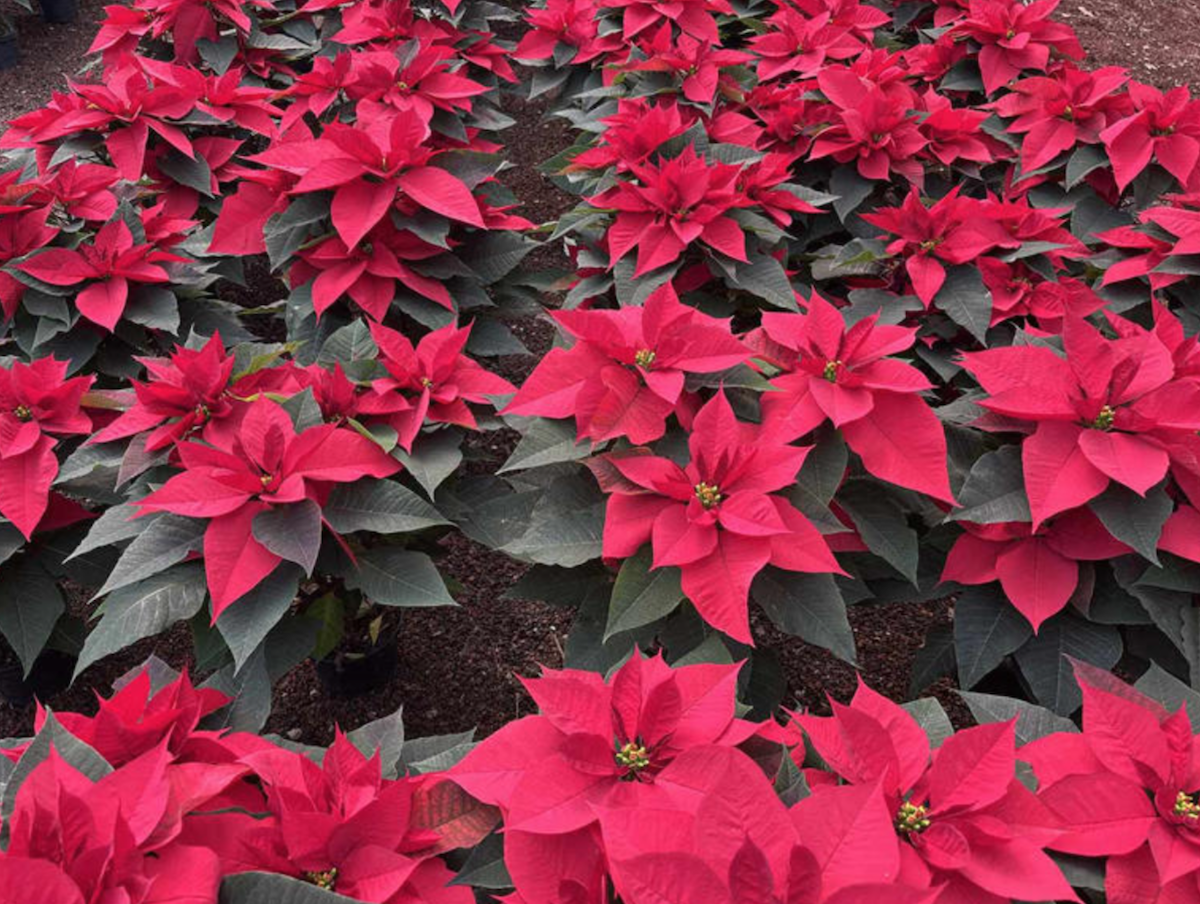 29.5 millones de plantas de Flor de Nochebuena serán comercializadas en fiestas decembrinas