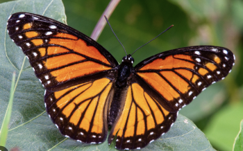 El vuelo de la mariposa. La grandeza de la Monarca