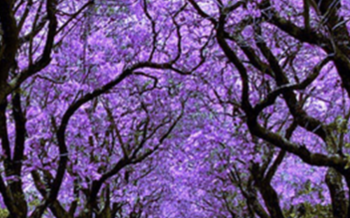 Sabías que? Tatsugoro Matsumoto trajo las jacarandas moradas a México?